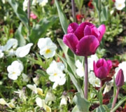 Image of BURTON OPEN GARDENS